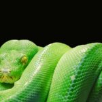 Dlaczego Python?