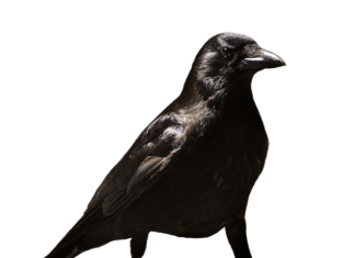 Czy pracodawca widzi zwolnienie dyscyplinarne? Czy pracodawca widzi zwolnienie dyscyplinarne?