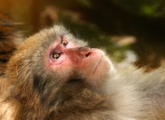 Czy matka może ubezpieczyć dorosła córkę?